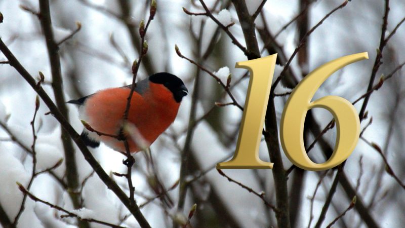 Lysimachos og arven etter Alexander den store